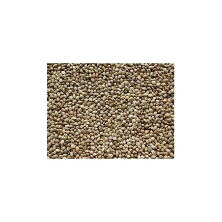 Semena Konoplje (HempSeed) 1kg
